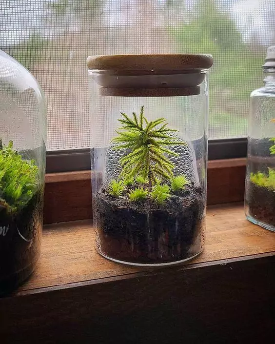 DIY Moss Terrariums | Source: Pinterest