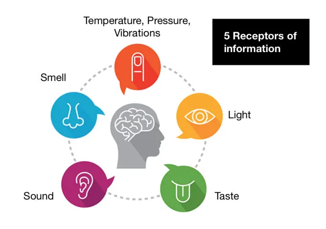 SENSORY DESIGN: ARCHITECTURE FOR THE SENSES